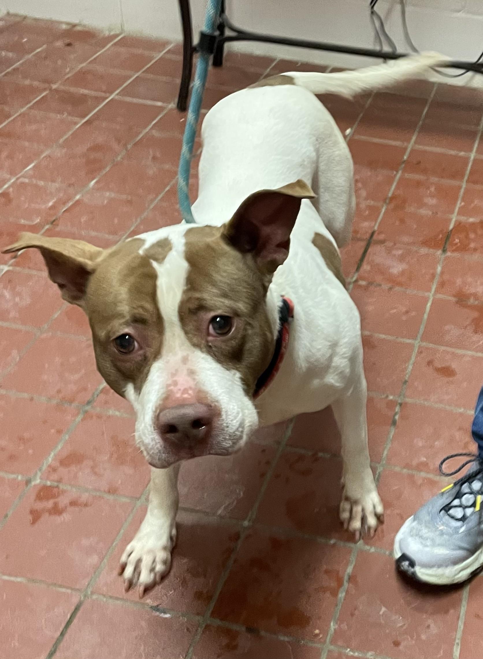 Enlarge Harriet AVAILABLE, a ADOPTABLE American Staffordshire Terrier in Canton, OH image 3/4