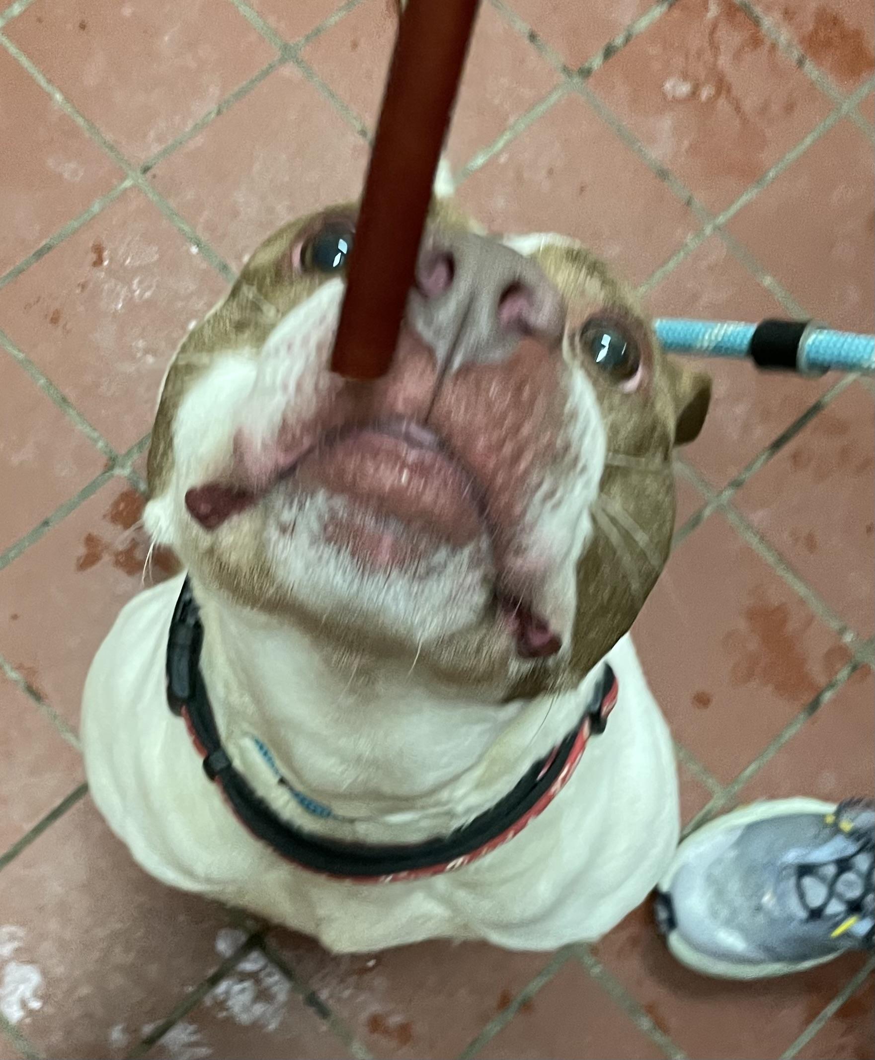 Enlarge Harriet AVAILABLE, a ADOPTABLE American Staffordshire Terrier in Canton, OH image 2/4