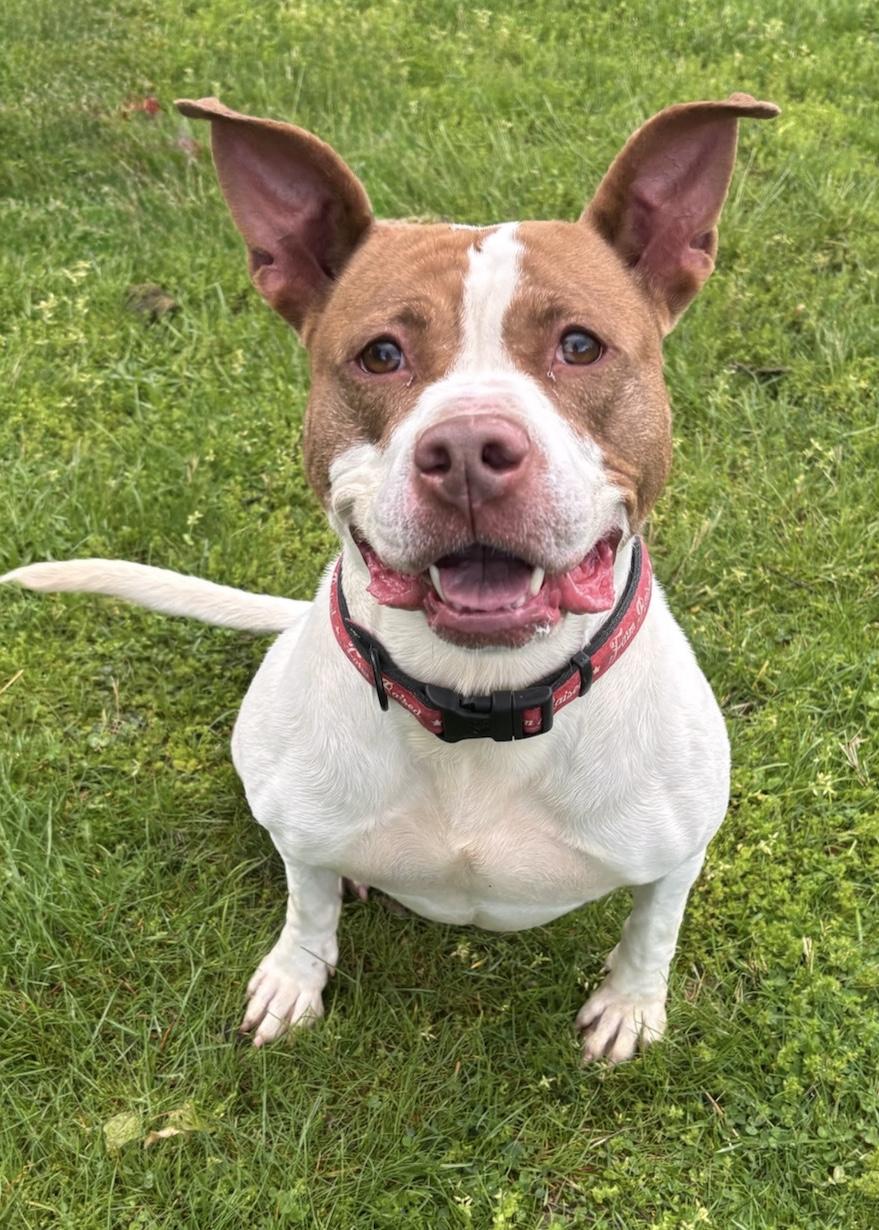 Harriet AVAILABLE, ADOPTABLE, Adult Female American Staffordshire Terrier.