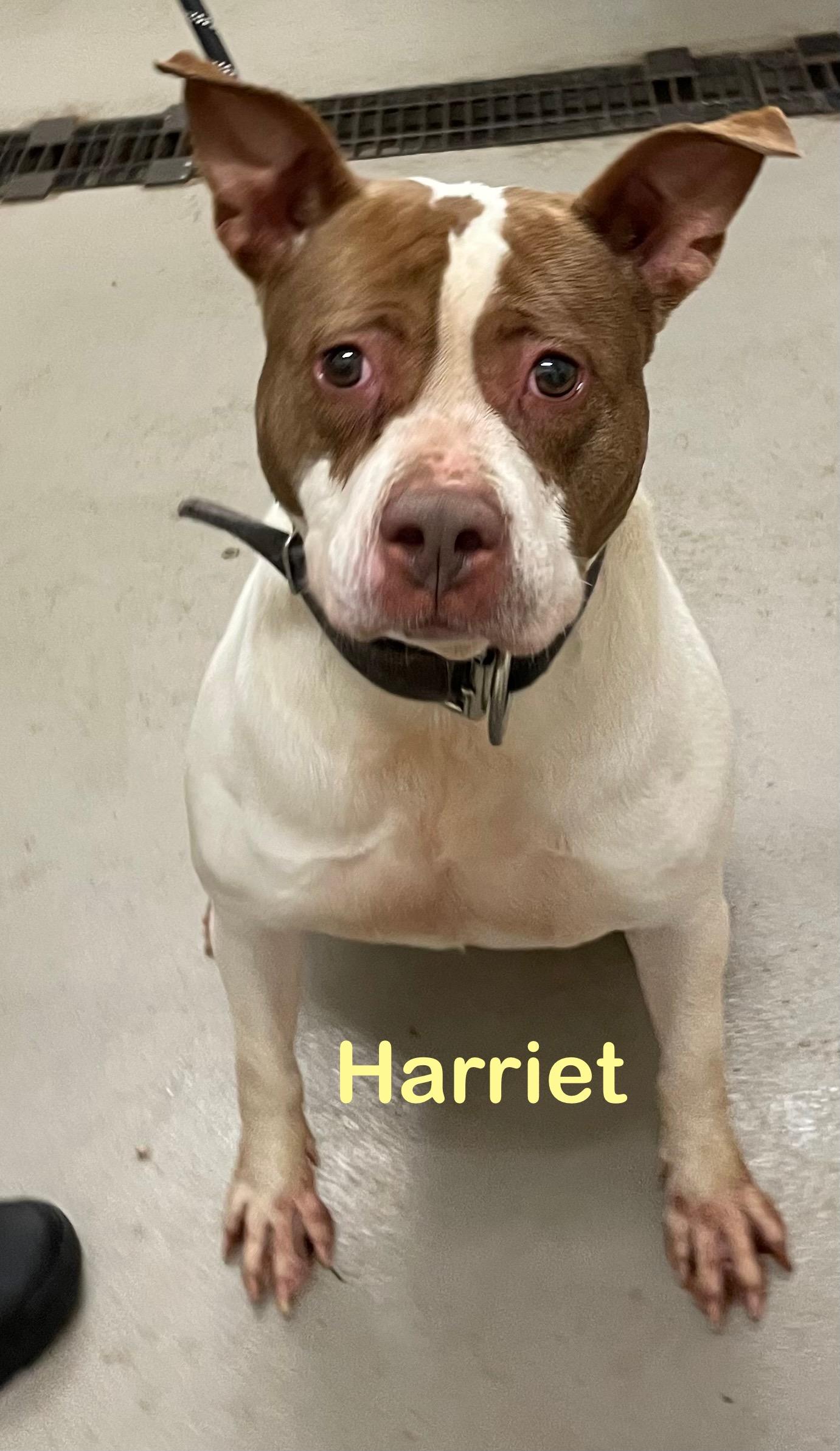 Enlarge Harriet AVAILABLE, a ADOPTABLE American Staffordshire Terrier in Canton, OH image 4/4