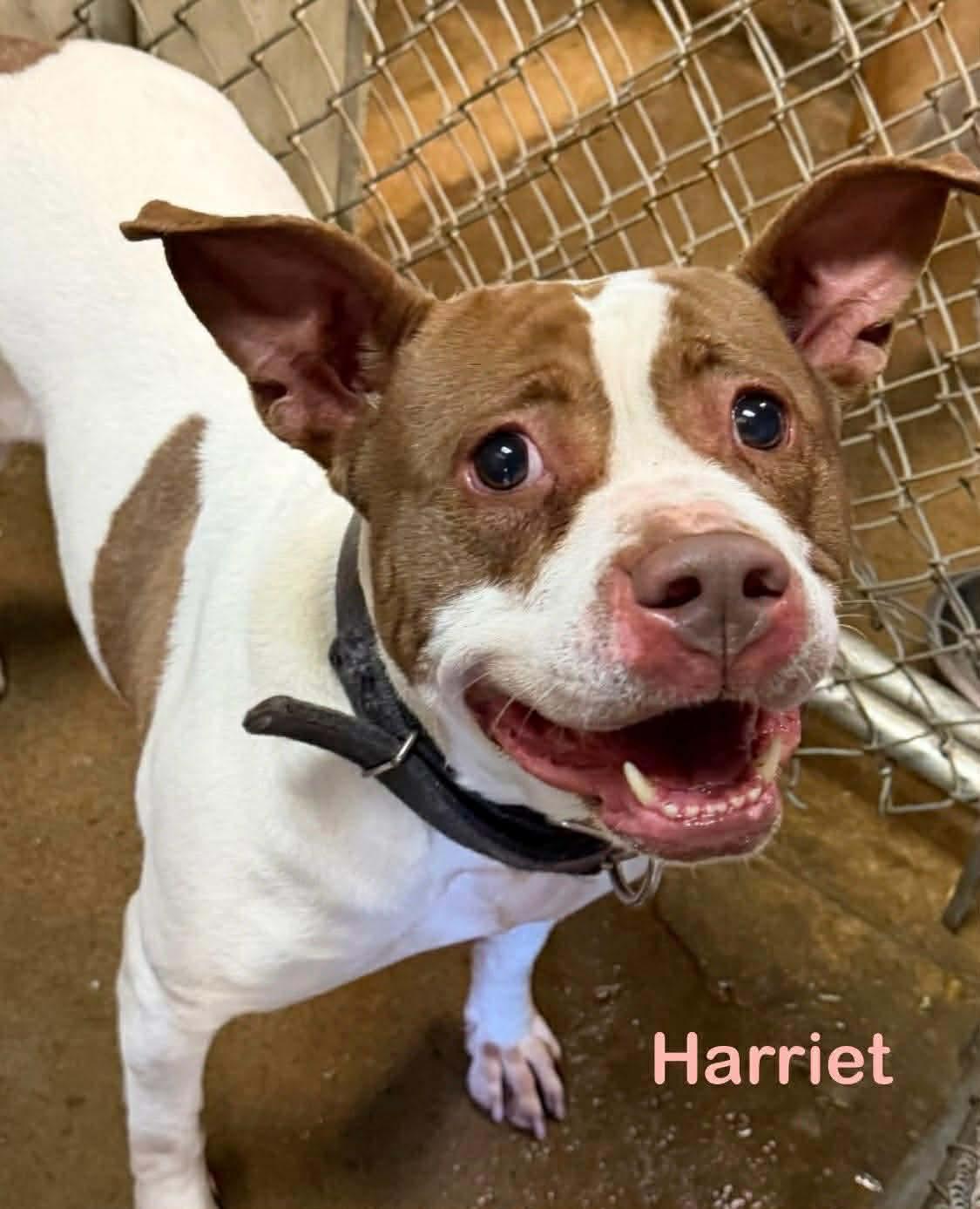 Enlarge Harriet AVAILABLE, a ADOPTABLE American Staffordshire Terrier in Canton, OH image 1/4