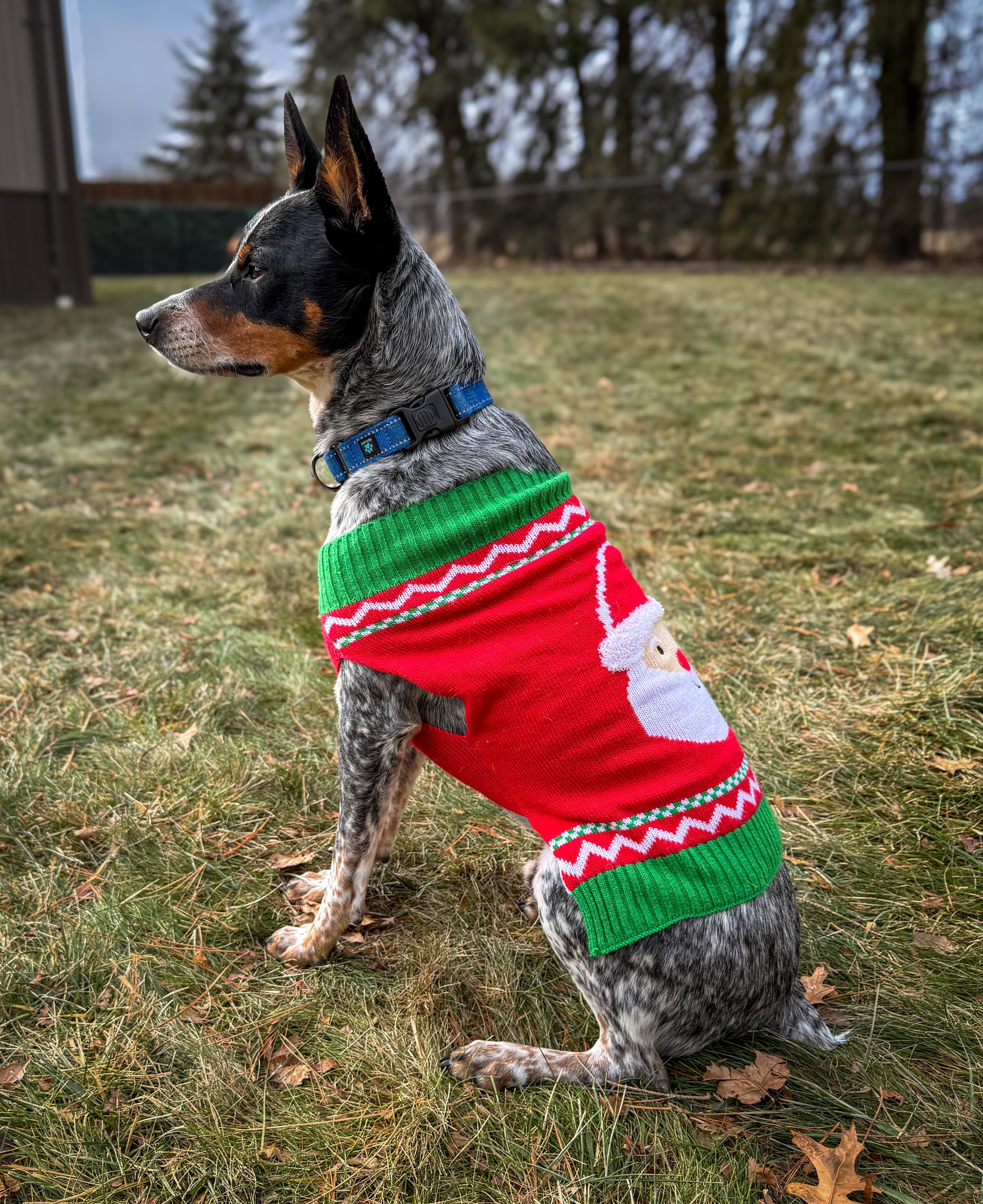 Kane, an adopted Australian Cattle Dog / Blue Heeler in Philadelphia, PA image 4/6