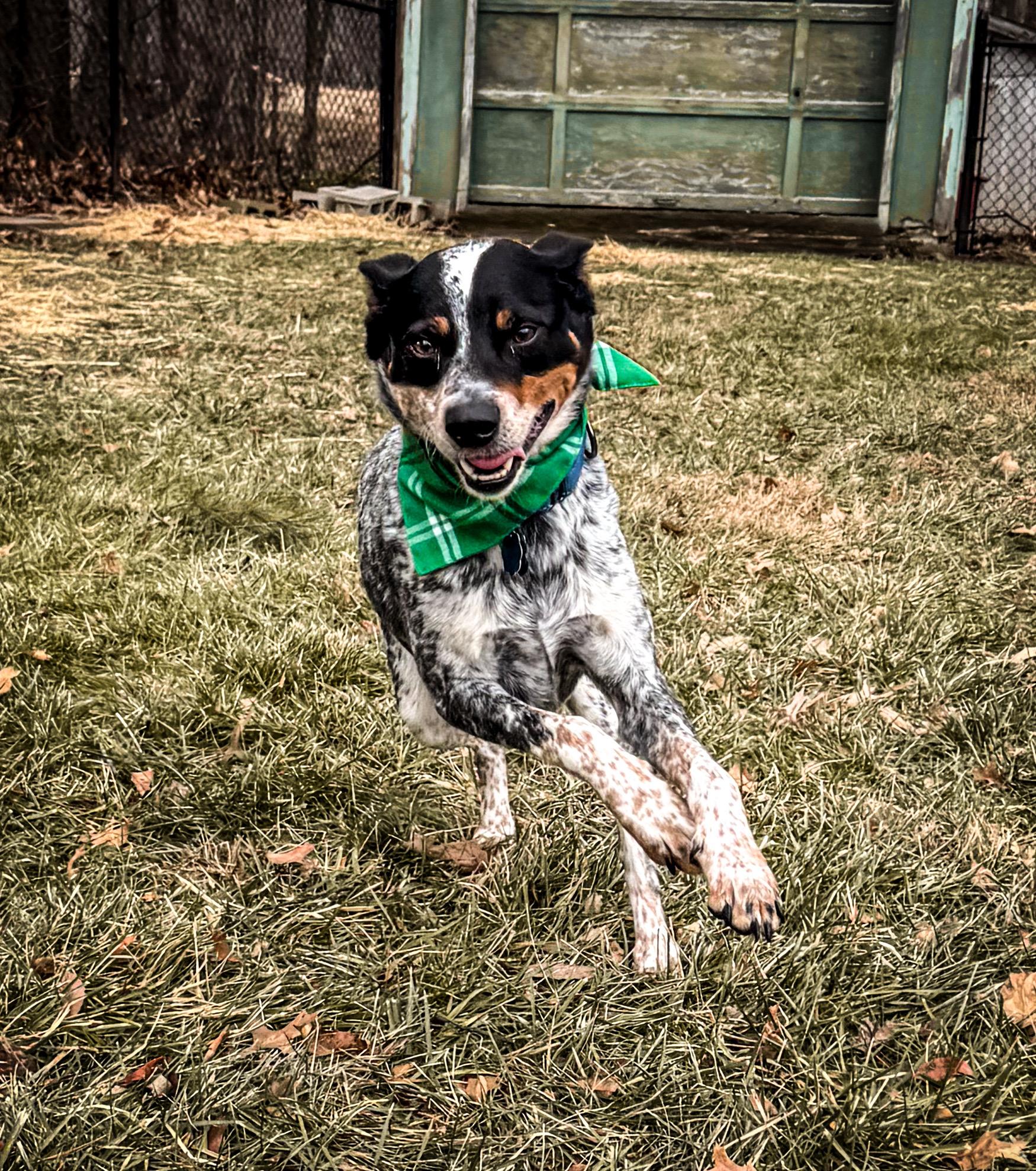 Kane, an adopted Australian Cattle Dog / Blue Heeler in Philadelphia, PA image 5/6