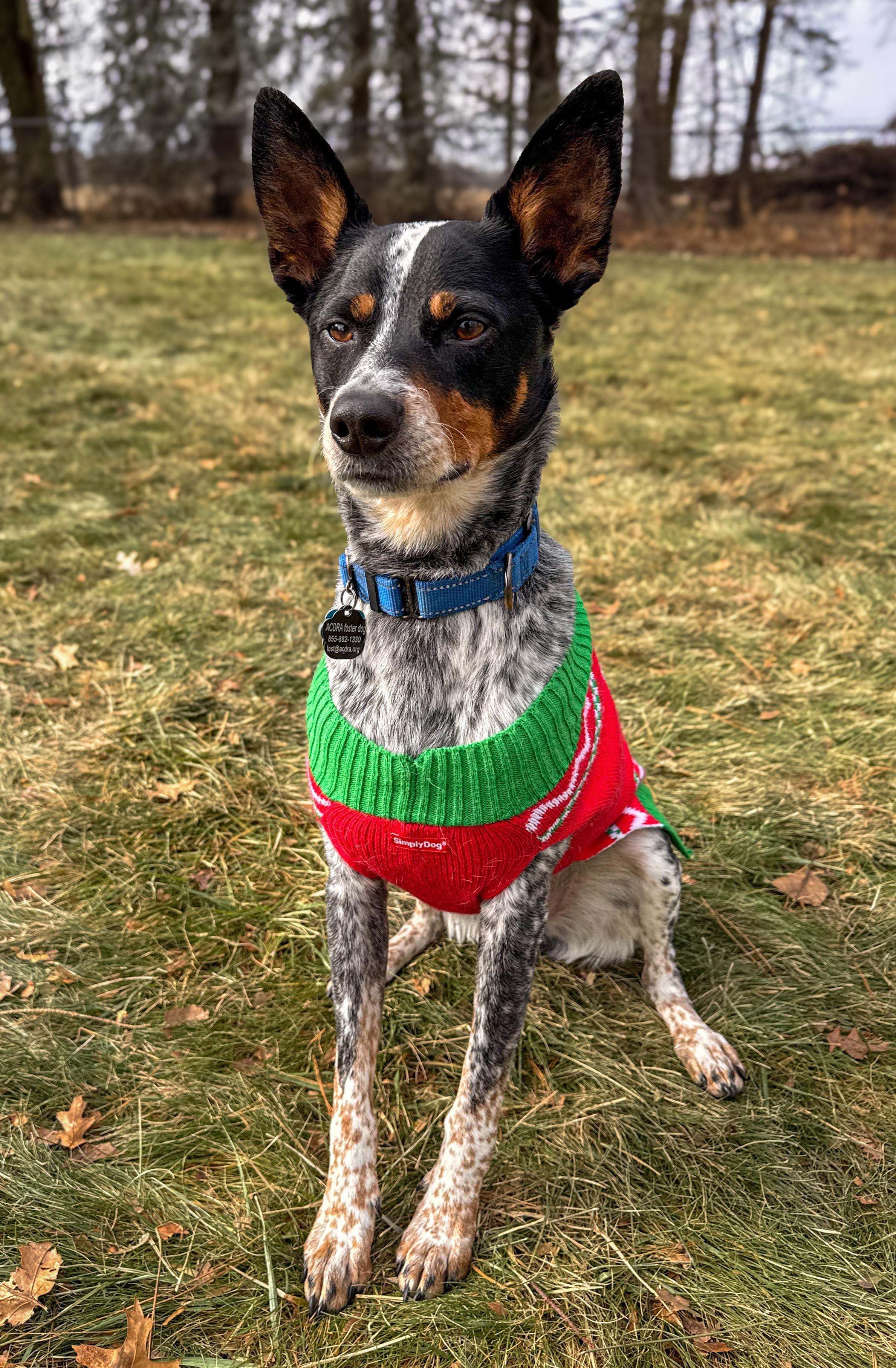 Kane, an adopted Australian Cattle Dog / Blue Heeler in Philadelphia, PA image 3/6