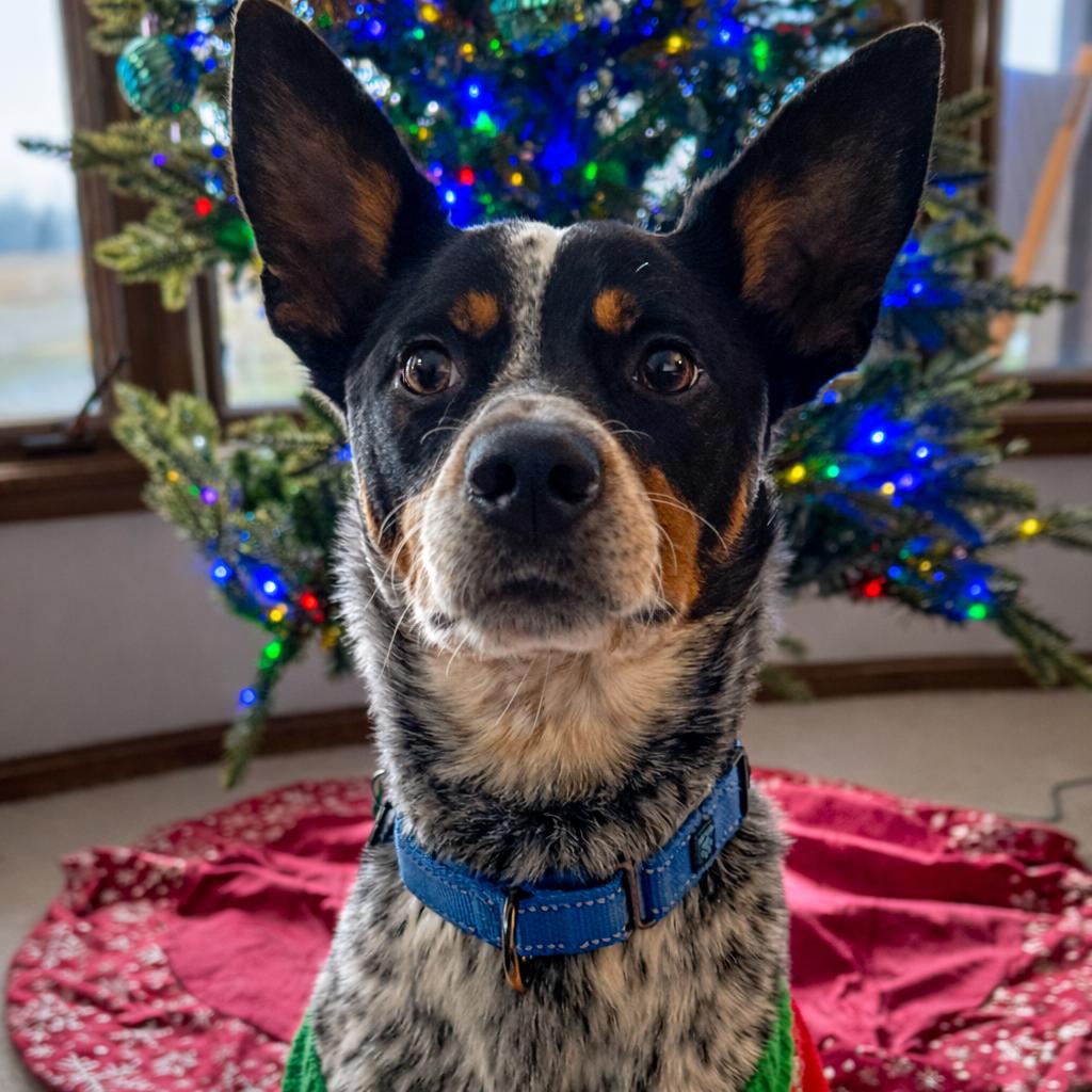 Kane, adopted, Young Male Australian Cattle Dog / Blue Heeler.