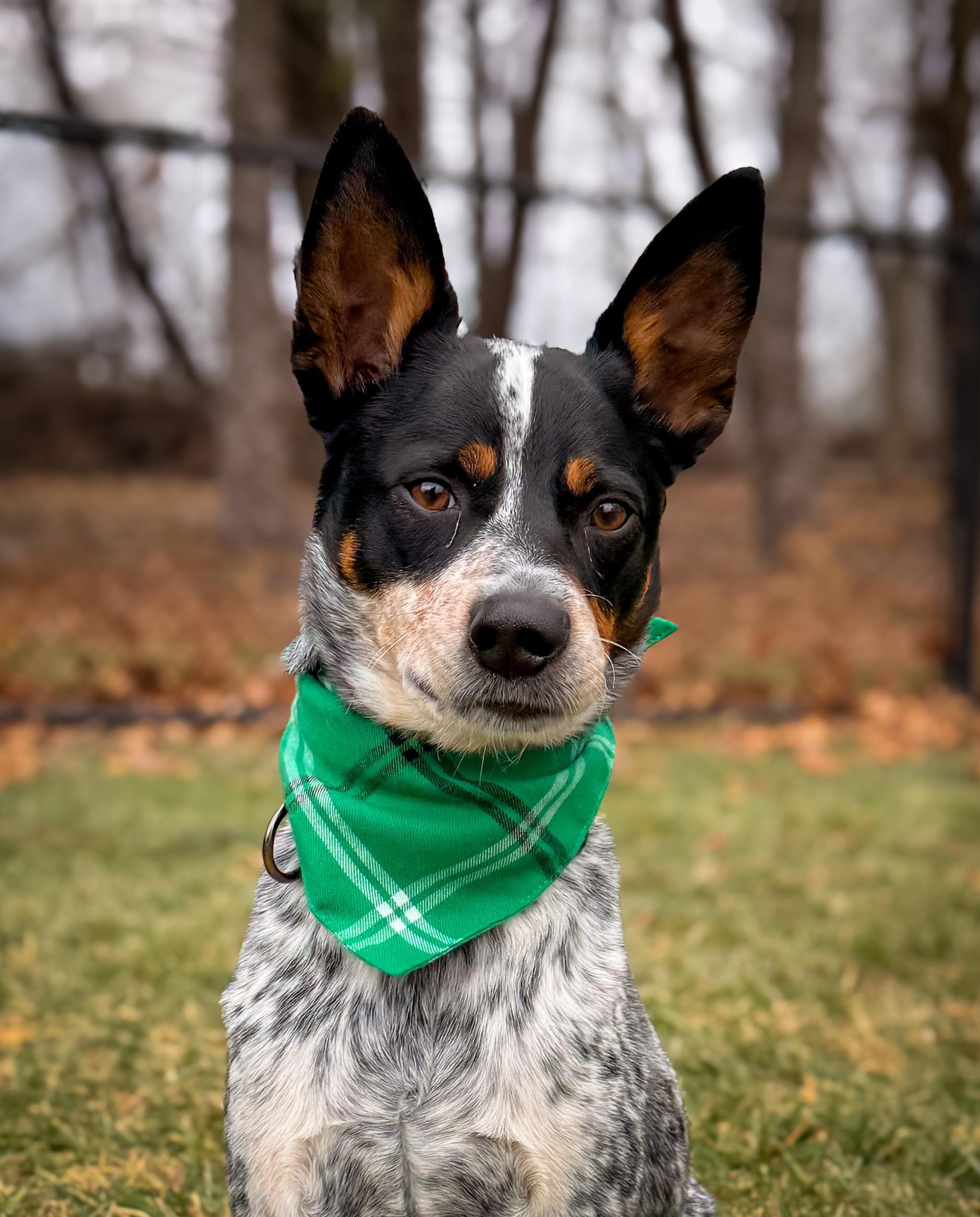 Kane, an adopted Australian Cattle Dog / Blue Heeler in Philadelphia, PA image 2/6