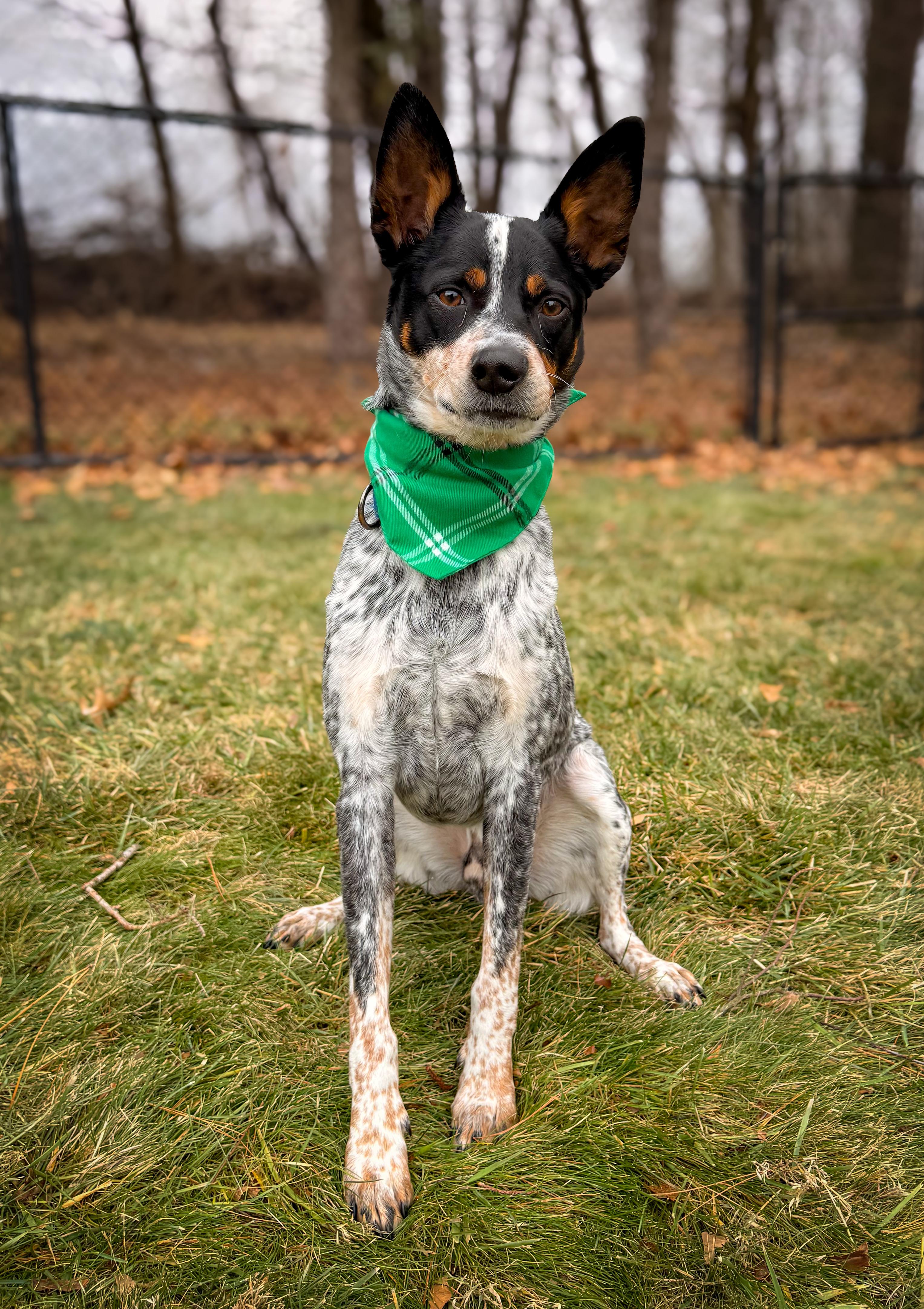 Kane, an adopted Australian Cattle Dog / Blue Heeler in Philadelphia, PA image 6/6