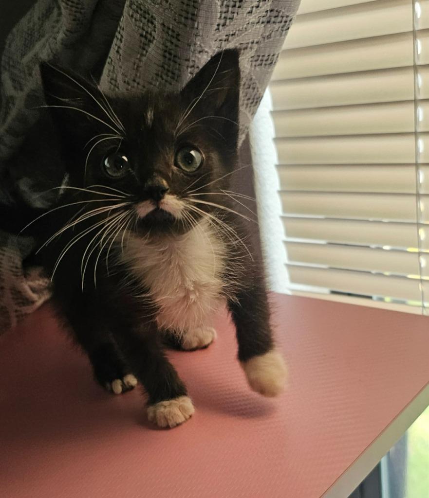 Mustachio, Adoptable, Kitten Male Domestic Short Hair.