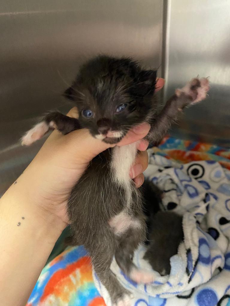 Mustachio, a Adoptable mixed breed in Lockhart, TX image 2/3