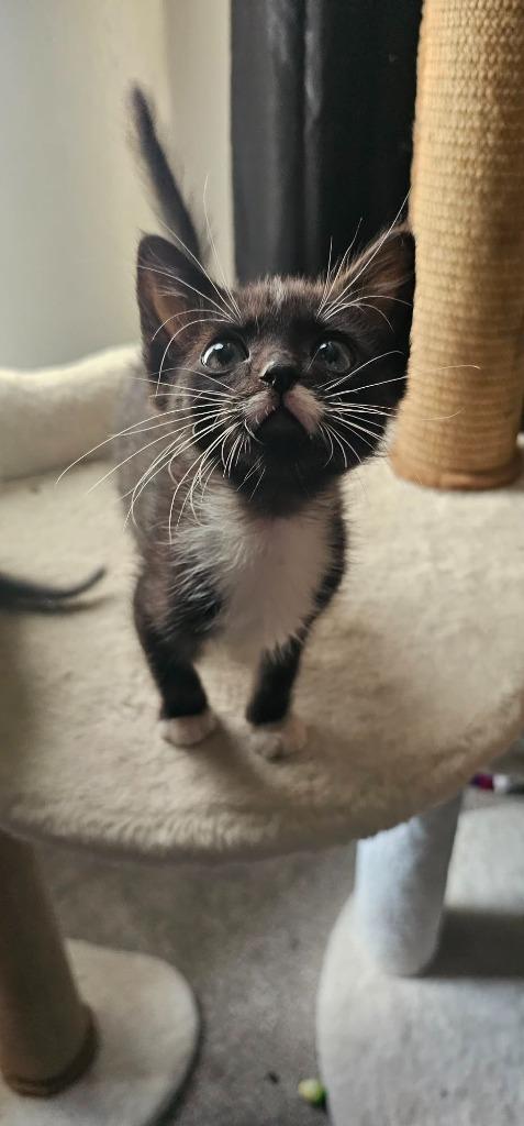 Mustachio, a Adoptable mixed breed in Lockhart, TX image 3/3