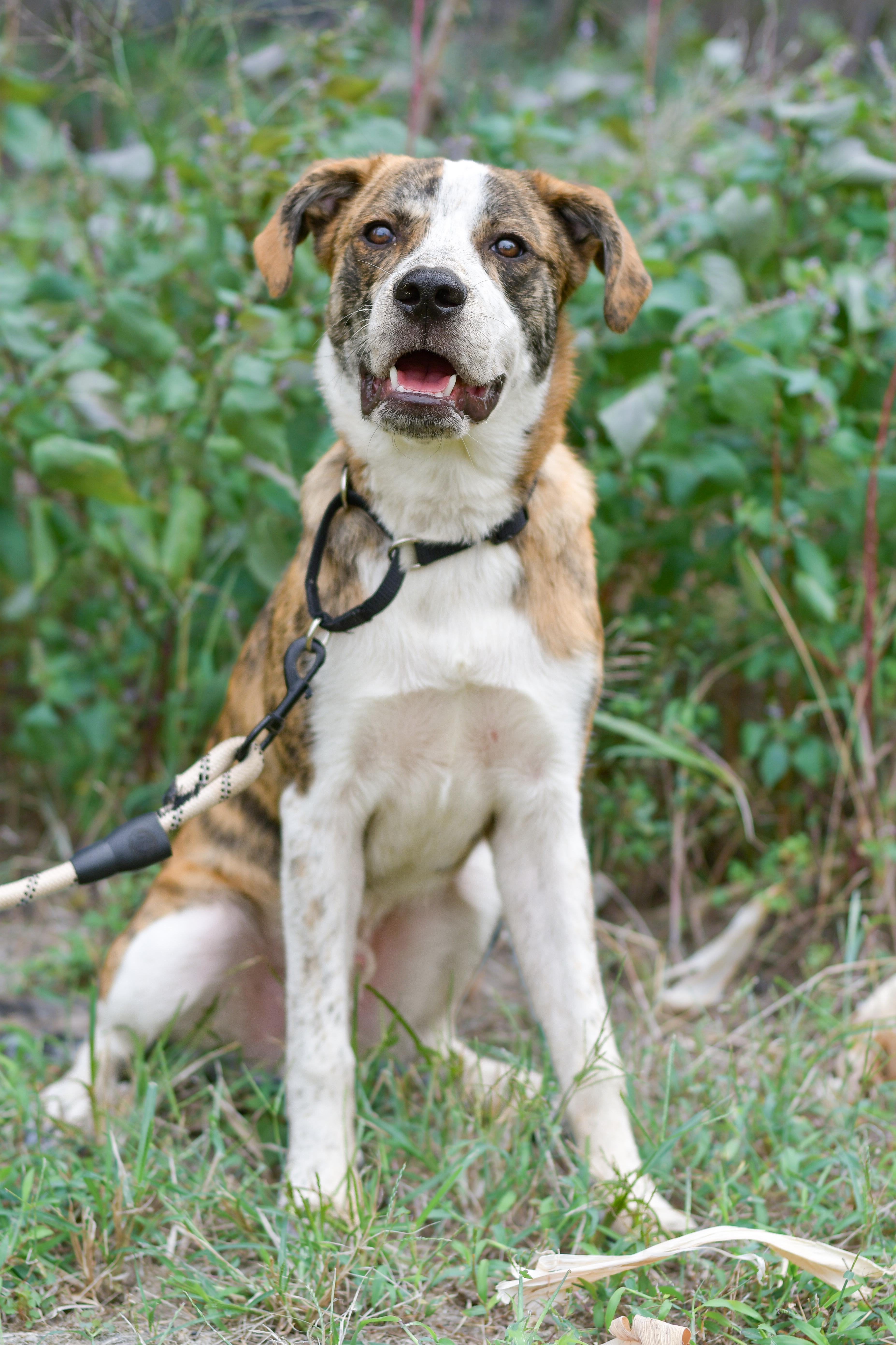 Enlarge Cliff, a Adoptable mixed breed in Richmond, VA image 4/6