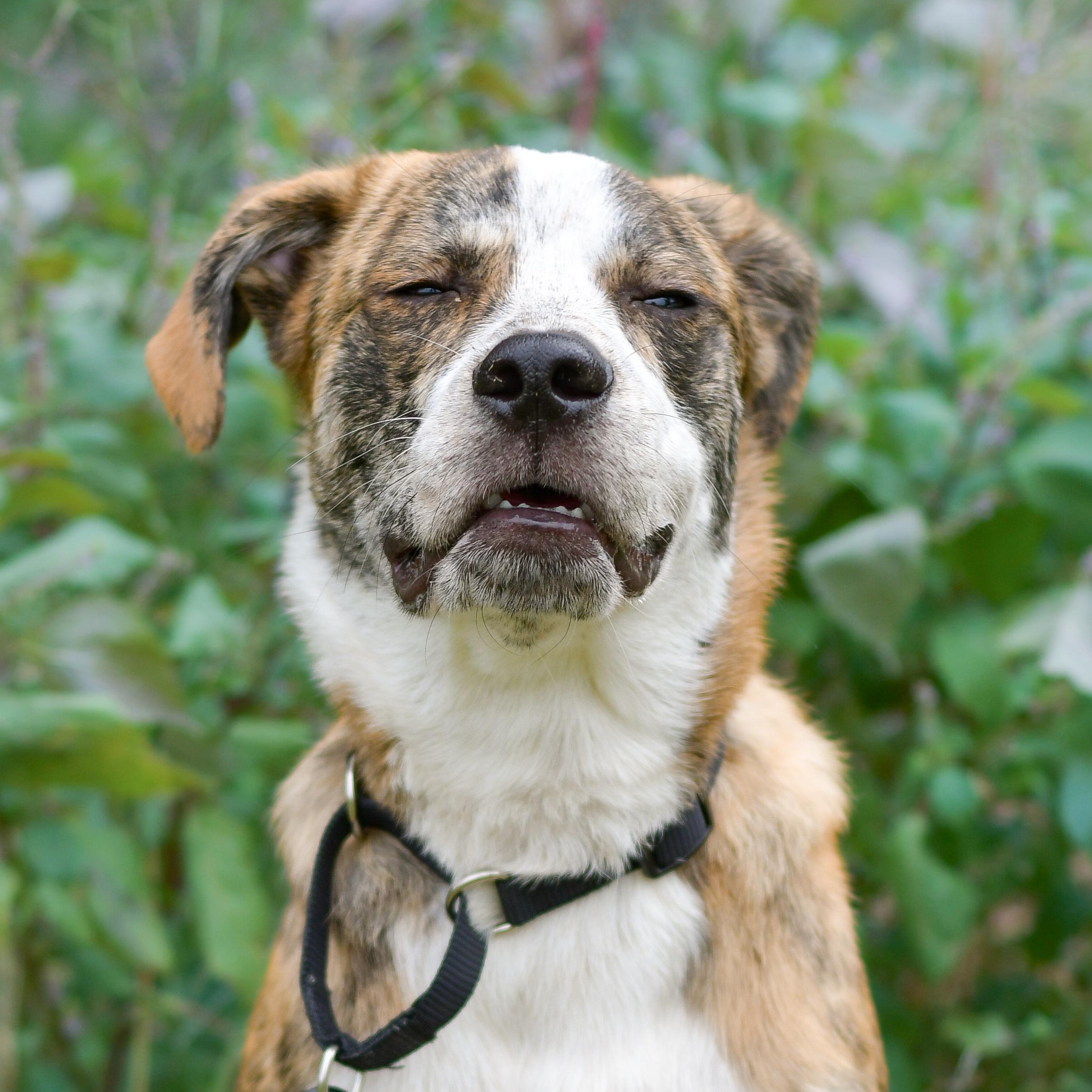 Enlarge Cliff, a Adoptable mixed breed in Richmond, VA image 3/6