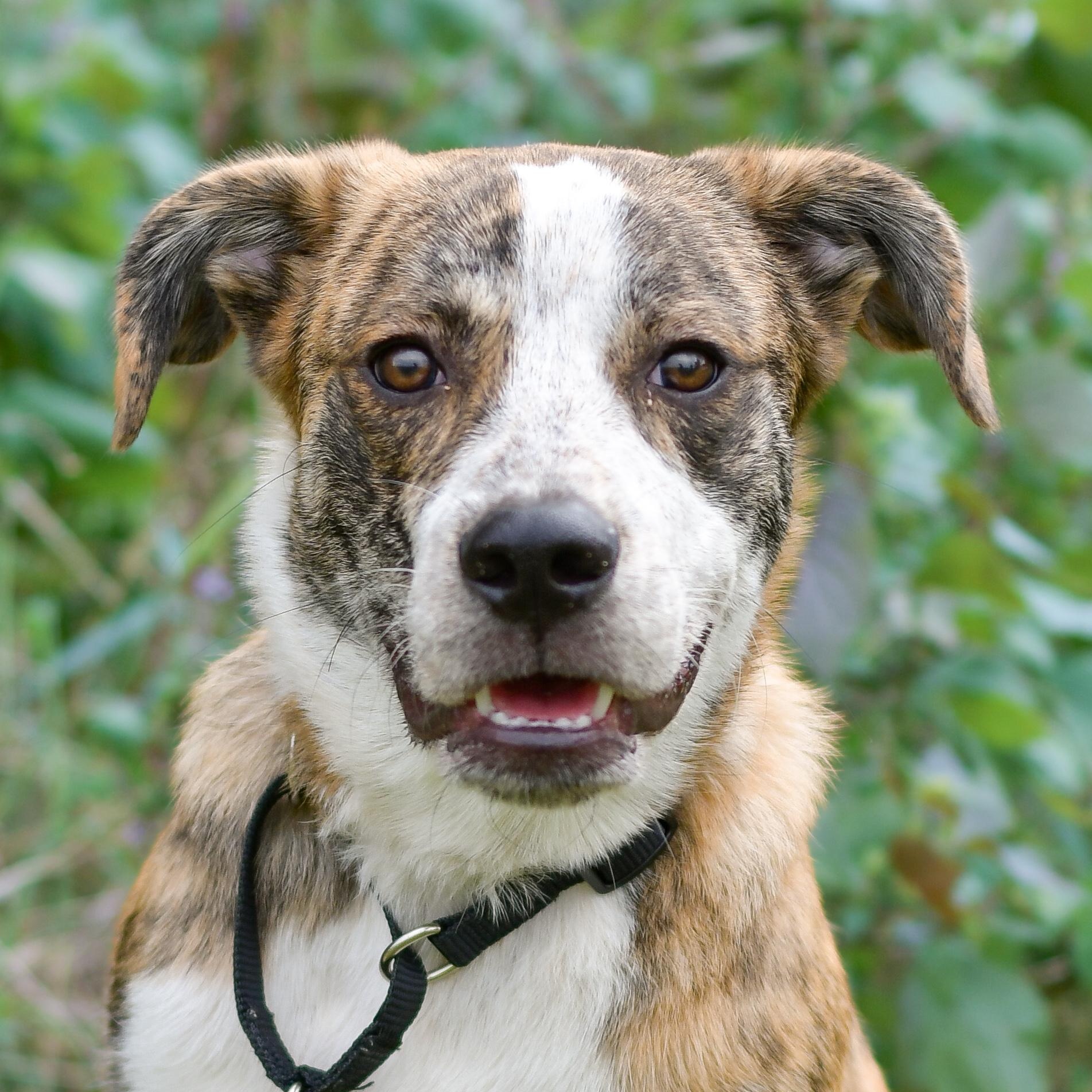 Enlarge Cliff, a Adoptable mixed breed in Richmond, VA image 2/6