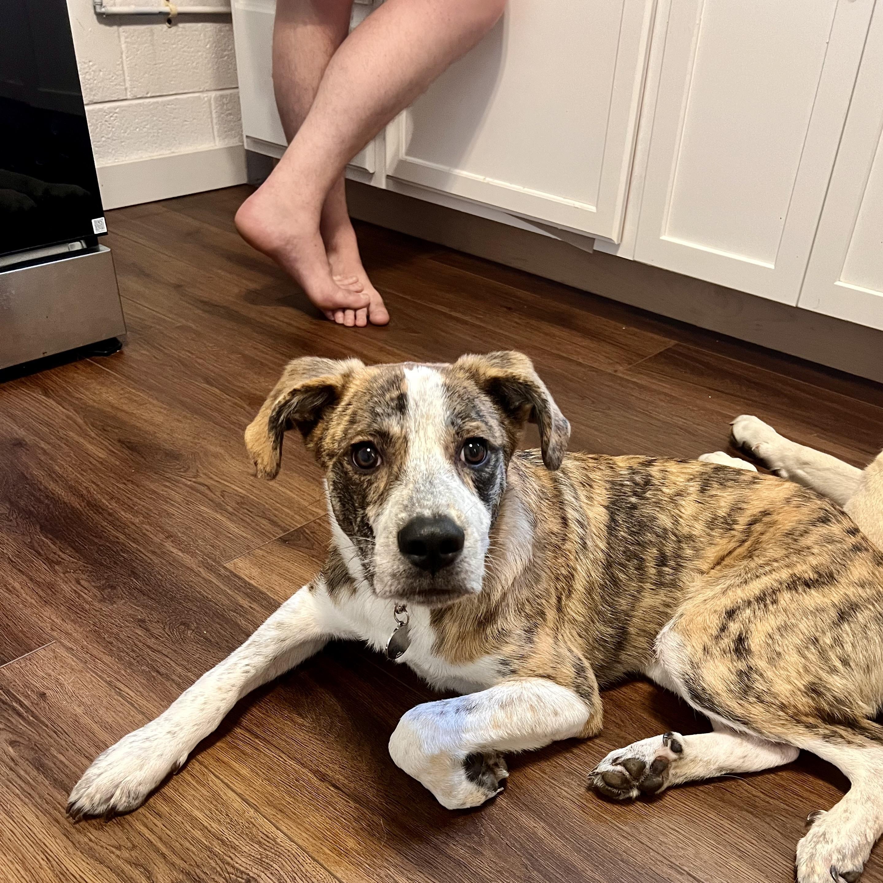 Enlarge Cliff, a Adoptable mixed breed in Richmond, VA image 6/6