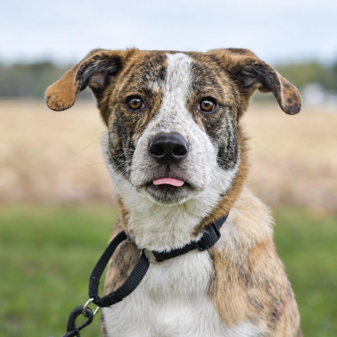 Cliff, Adoptable, Puppy Male Great Pyrenees.