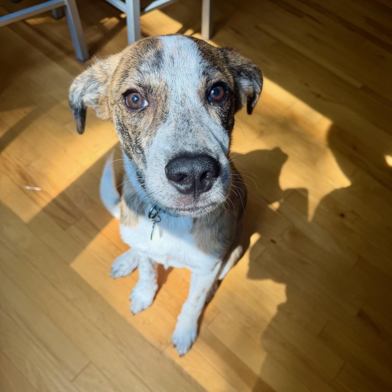 Enlarge Cliff, a Adoptable mixed breed in Richmond, VA image 5/6