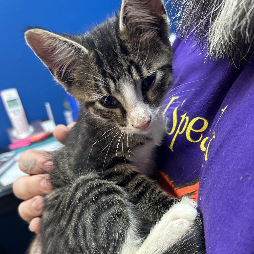 Socks, Adoptable, Young Male Domestic Short Hair.