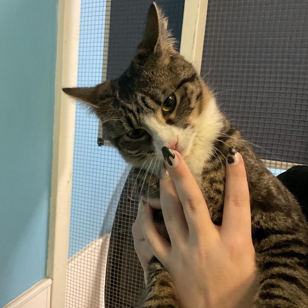 Enlarge Socks, a Adoptable Domestic Short Hair in Monroe, LA image 2/2