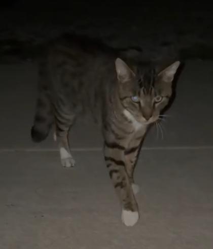 Timmy, Adoptable, Adult Male Domestic Short Hair & Domestic Short Hair.