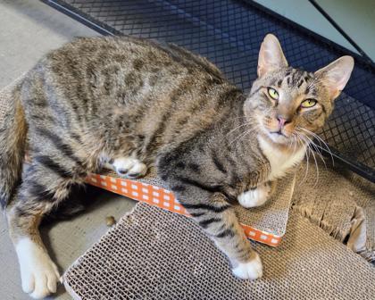 Timmy, Adoptable, Adult Male Domestic Short Hair & Domestic Short Hair.