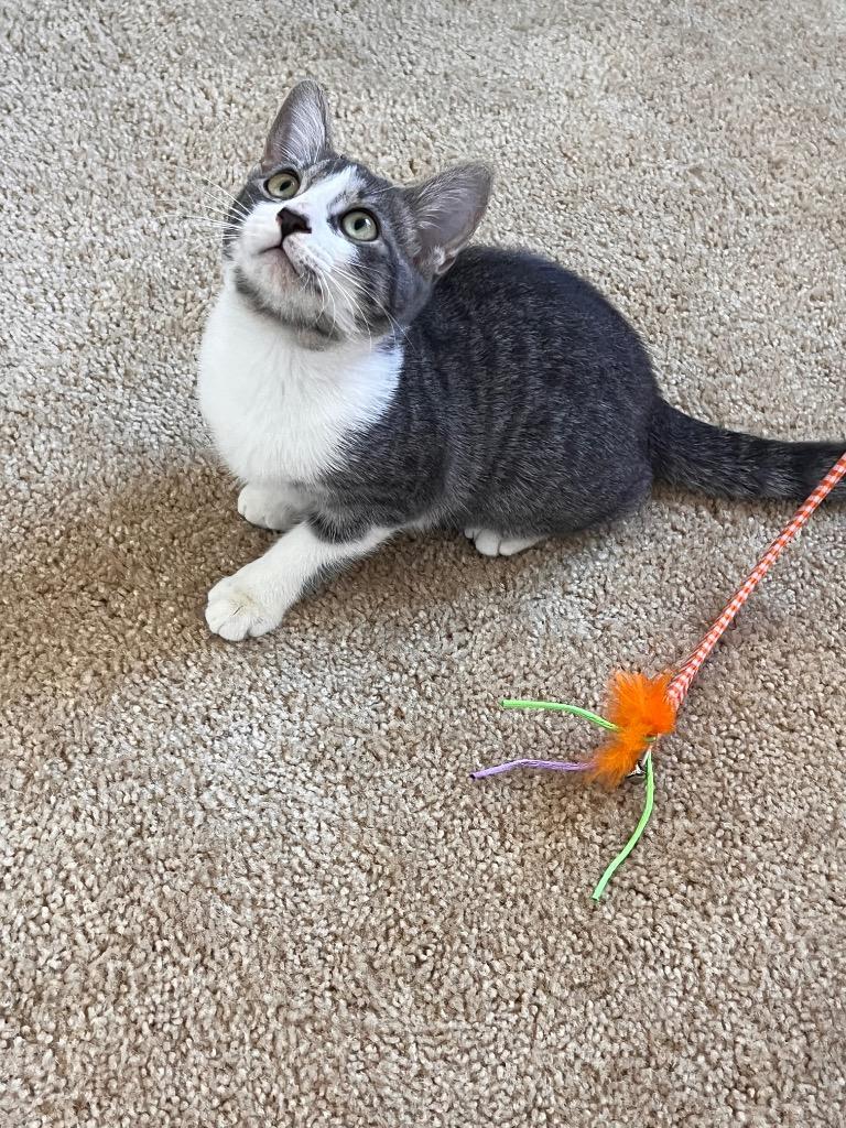 Enlarge Sandy, a Adoptable Domestic Short Hair in Fort Myers, FL image 2/5