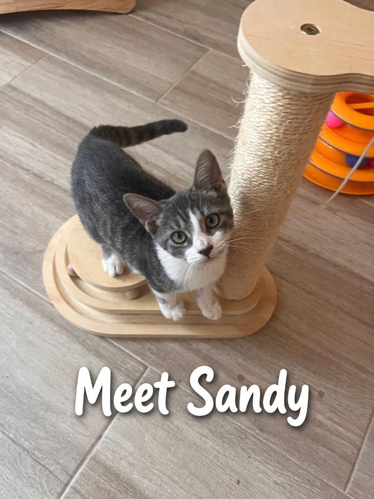 Enlarge Sandy, a Adoptable Domestic Short Hair in Fort Myers, FL image 3/5