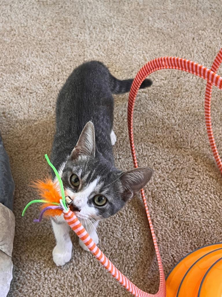 Enlarge Sandy, a Adoptable Domestic Short Hair in Fort Myers, FL image 4/5