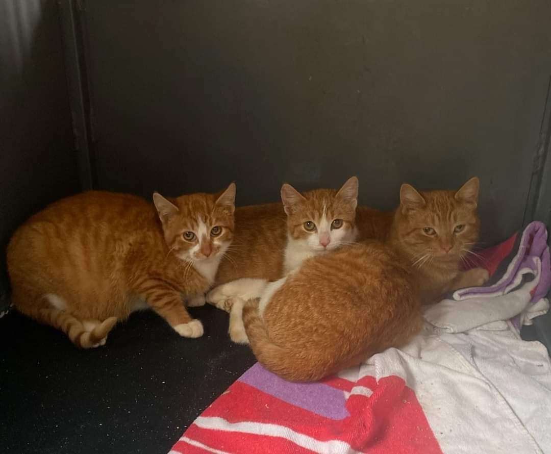 Enlarge Sunny, a Adoptable Domestic Short Hair in Lucknow, ON image 1/1