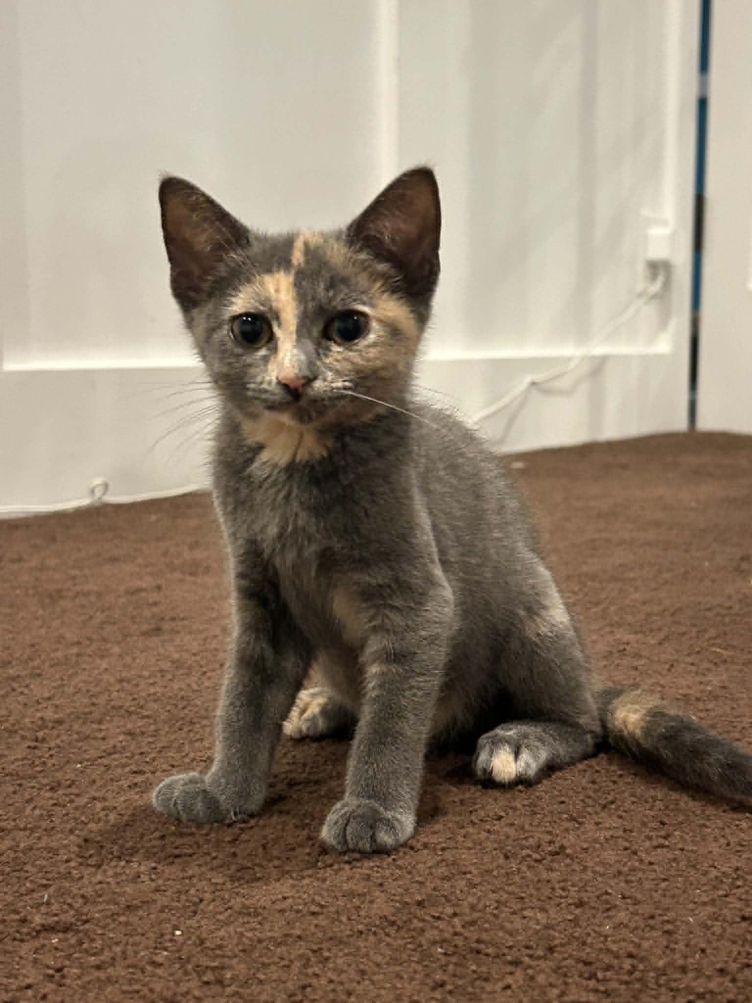 Enlarge Tiny, a Adoptable Domestic Short Hair in Wading River, NY image 6/6