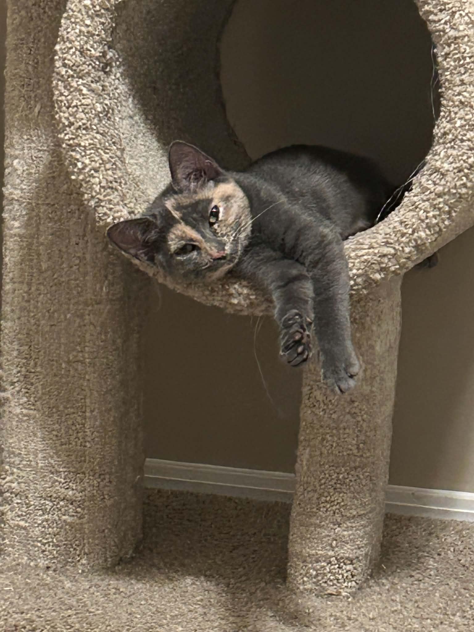 Enlarge Tiny, a Adoptable Domestic Short Hair in Wading River, NY image 2/6