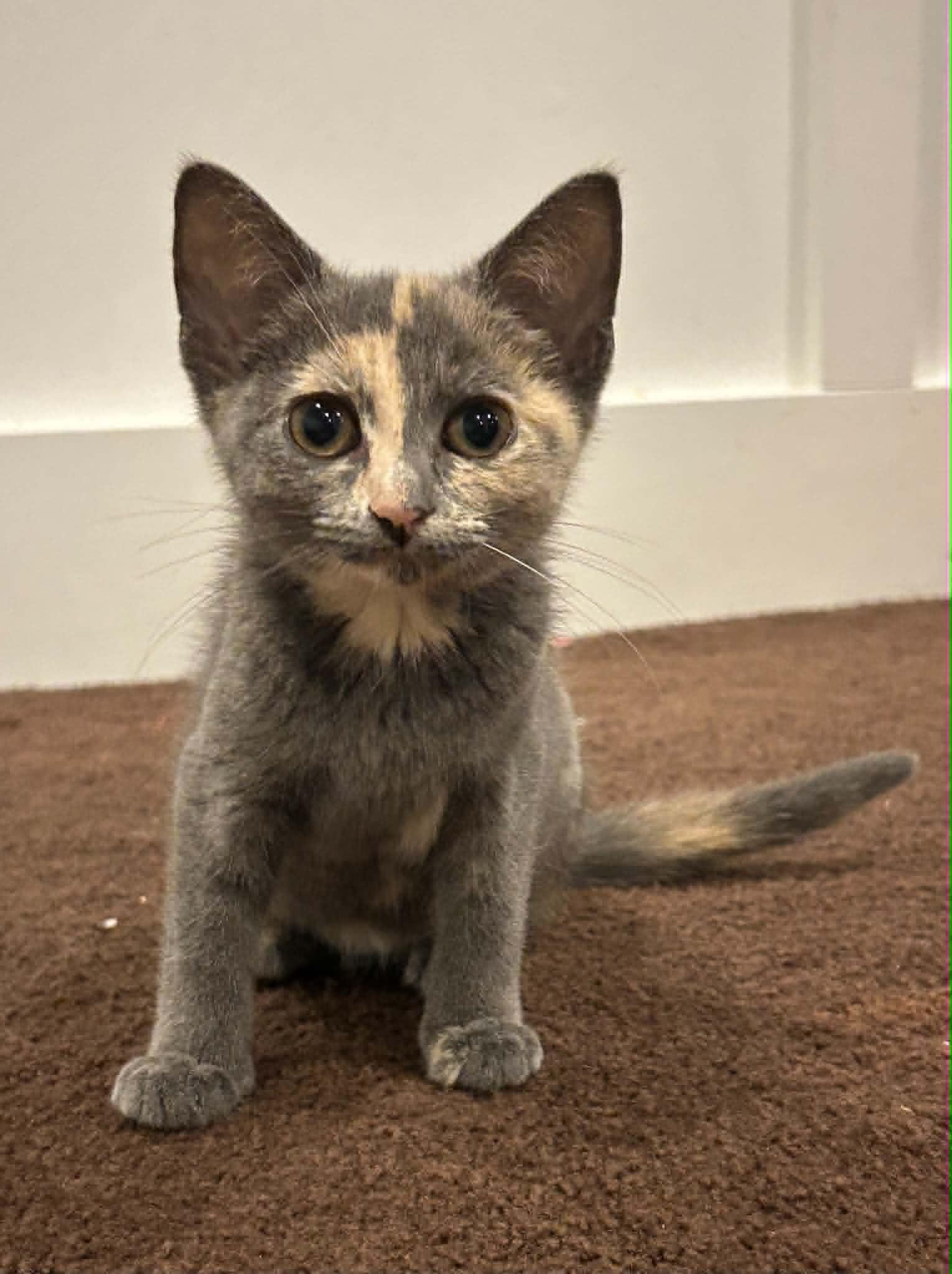 Enlarge Tiny, a Adoptable Domestic Short Hair in Wading River, NY image 5/6
