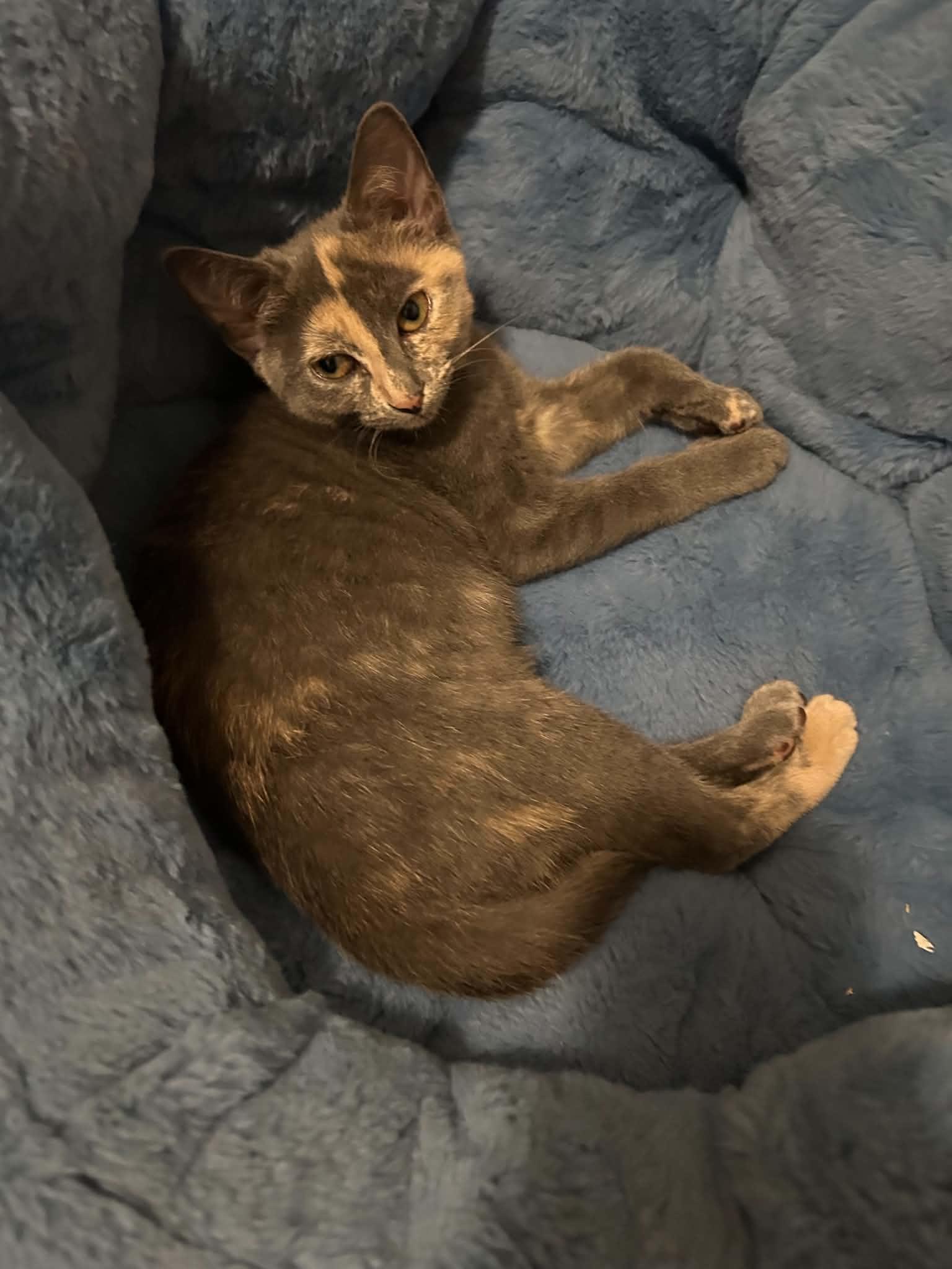 Enlarge Tiny, a Adoptable Domestic Short Hair in Wading River, NY image 3/6