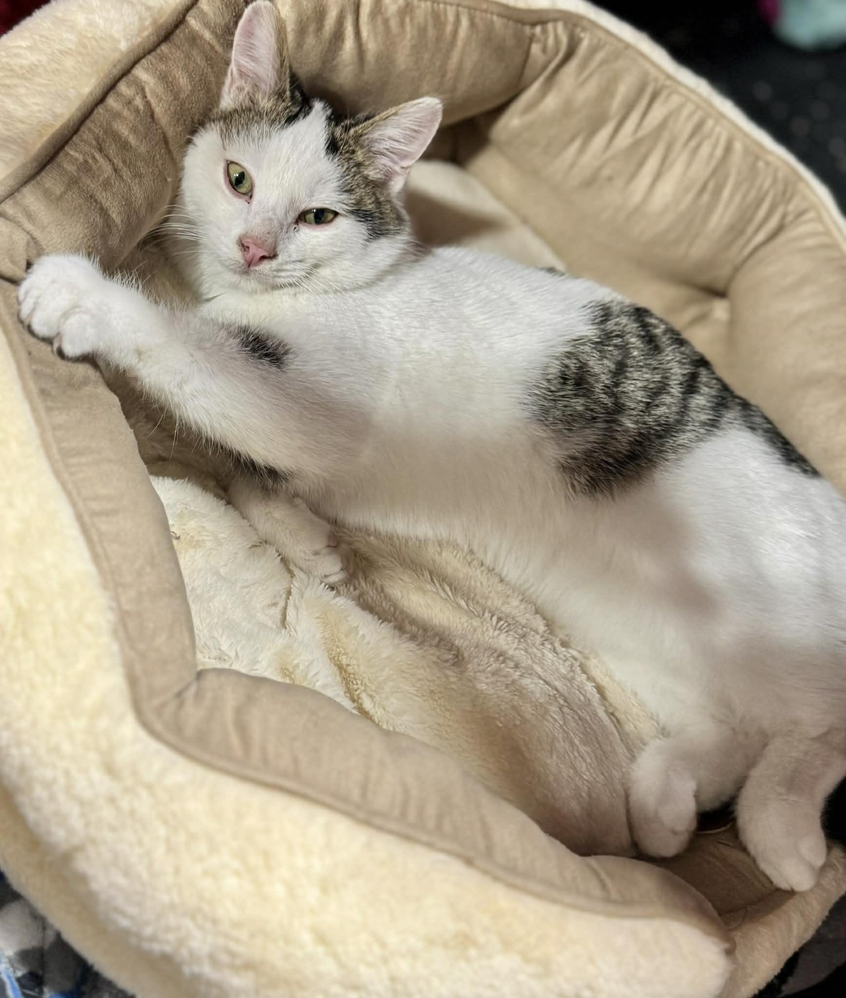 Enlarge Buddy Lee, a ADOPTABLE Domestic Short Hair in Hartville, OH image 2/6