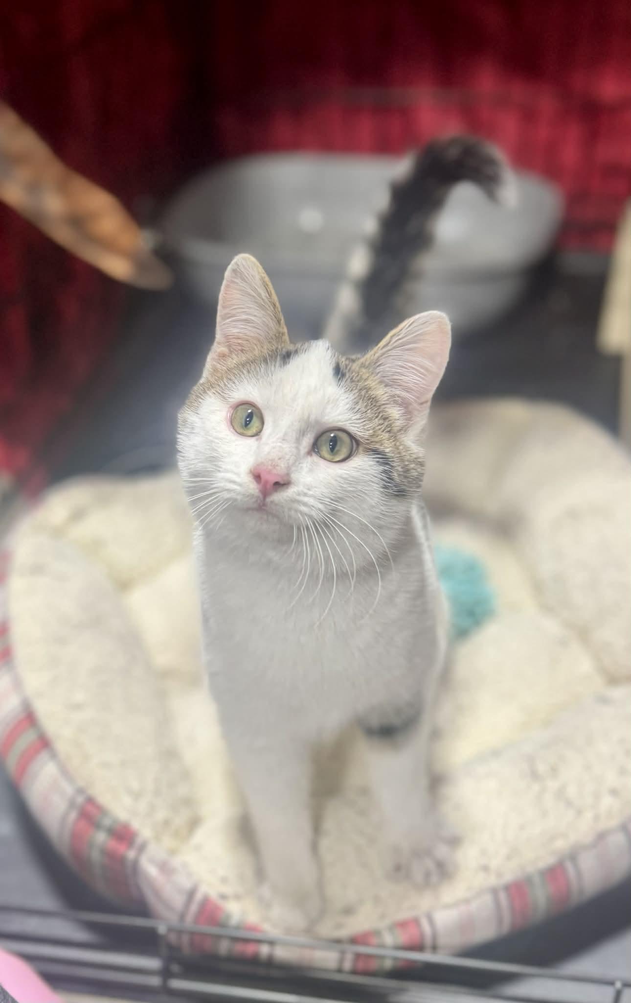 Enlarge Buddy Lee, a ADOPTABLE Domestic Short Hair in Hartville, OH image 1/6