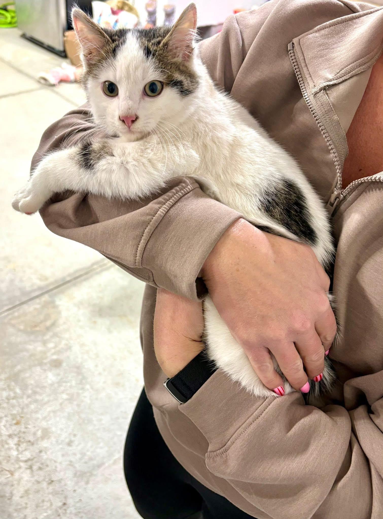 Enlarge Buddy Lee, a ADOPTABLE Domestic Short Hair in Hartville, OH image 4/6