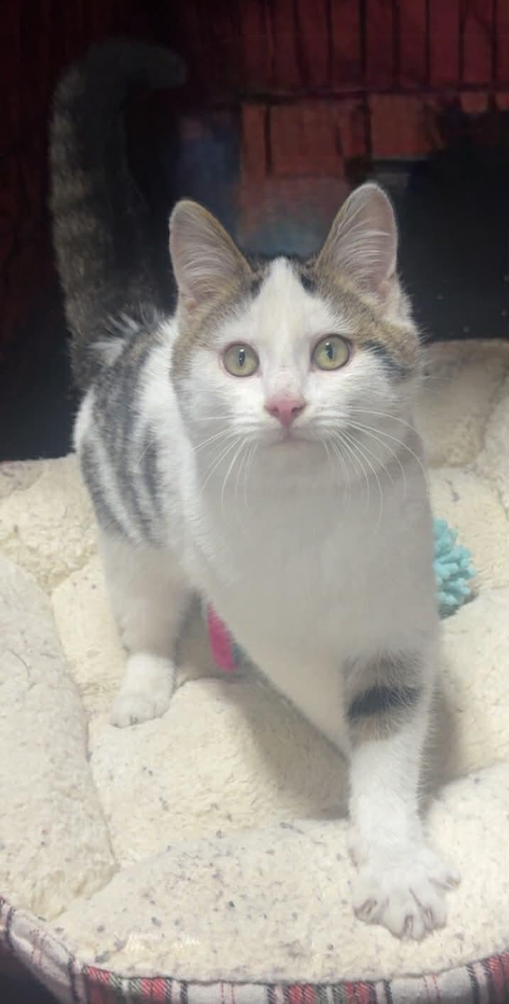 Enlarge Buddy Lee, a ADOPTABLE Domestic Short Hair in Hartville, OH image 6/6