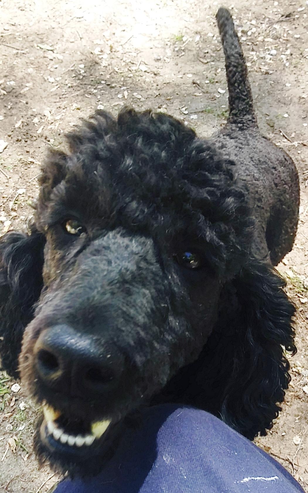 Pistol - Fostered in Holland, MI, Adoptable, Adult Male Poodle.