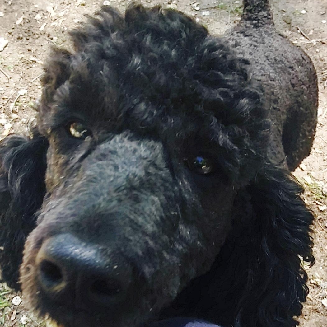 Pistol - Fostered in Holland, MI, a Adoptable Poodle in Holland, MI image 1/4