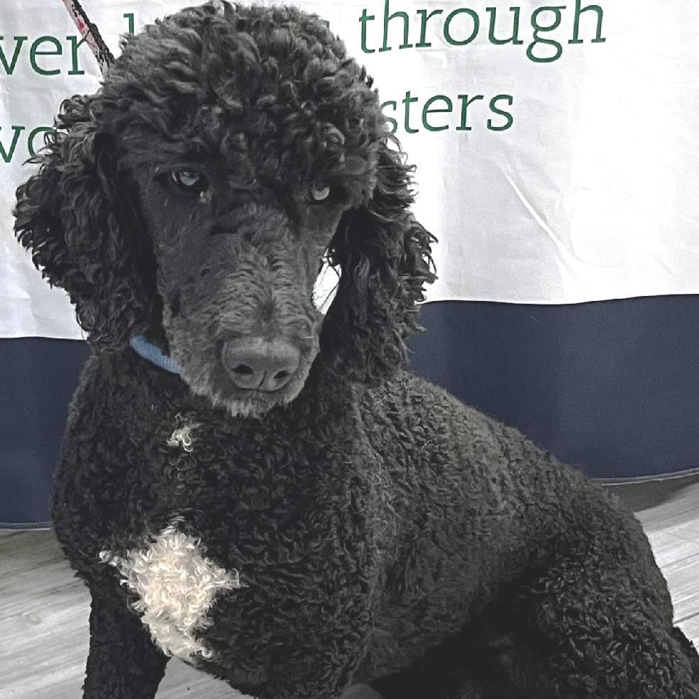 Pistol - Fostered in Holland, MI, a Adoptable Poodle in Holland, MI image 2/4