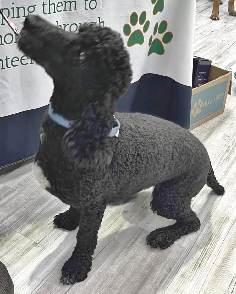 Pistol - Fostered in Holland, MI, a Adoptable Poodle in Holland, MI image 3/4