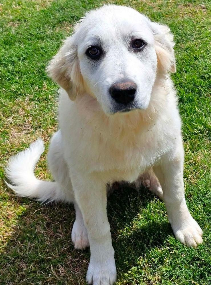 Brownie, a ADOPTABLE Great Pyrenees in Larkspur, CO image 5/6