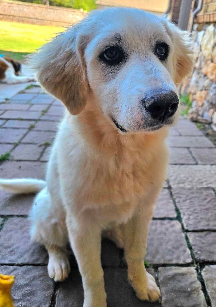 Brownie, a ADOPTABLE Great Pyrenees in Larkspur, CO image 4/6