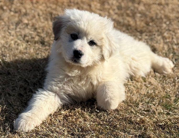 Enlarge Brownie, a ADOPTABLE Great Pyrenees in Larkspur, CO image 3/3