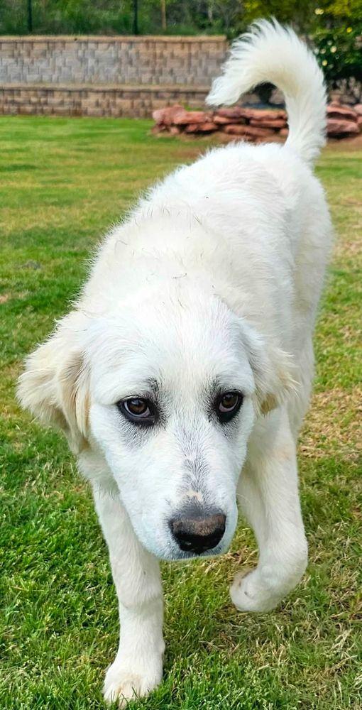 Brownie, a ADOPTABLE Great Pyrenees in Larkspur, CO image 6/6