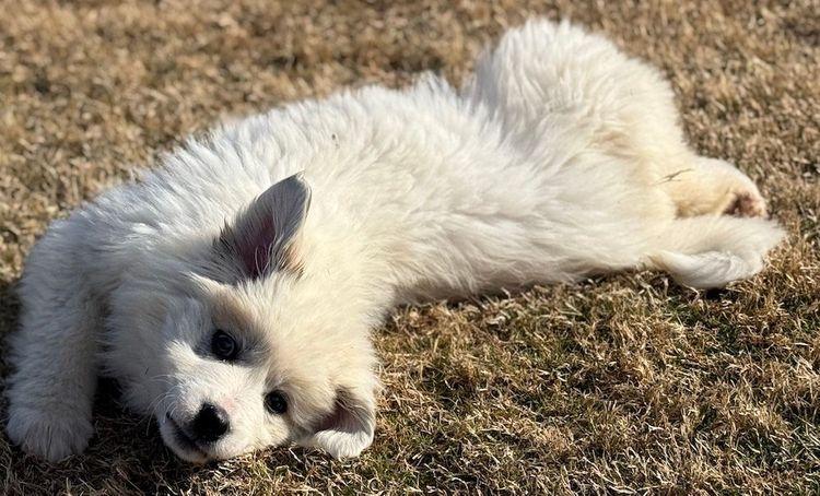 Brownie, ADOPTABLE, Puppy Female Great Pyrenees.