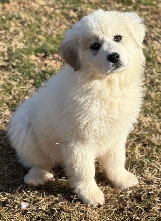Enlarge Brownie, a ADOPTABLE Great Pyrenees in Larkspur, CO image 2/3