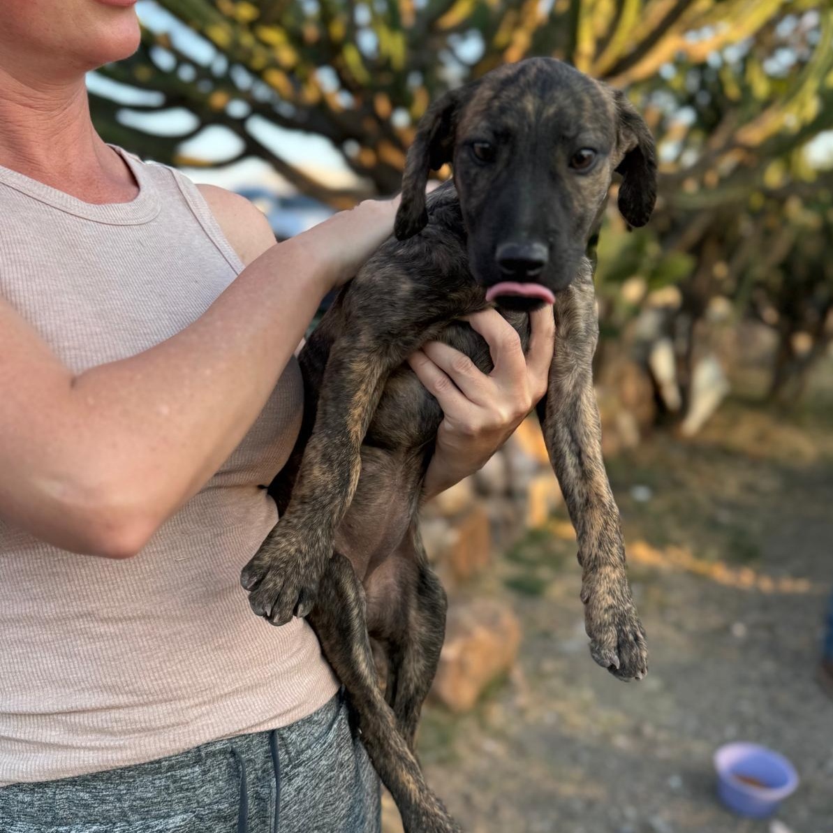 Enlarge Brin, an adopted mixed breed in Austin, TX image 2/6