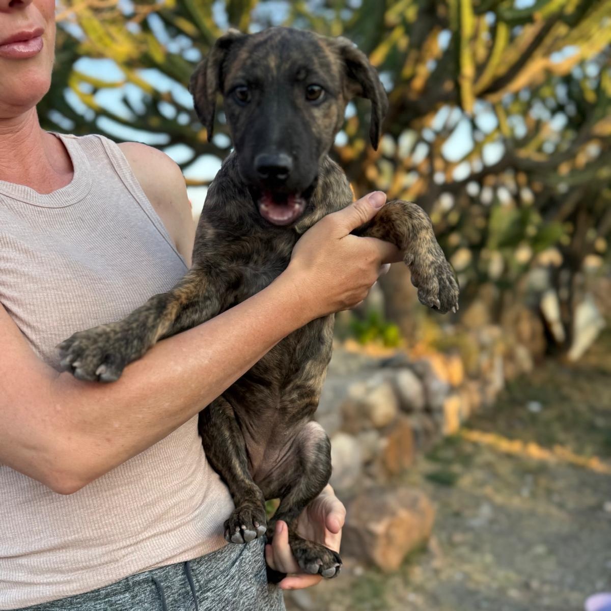 Brin — thumbnail 2