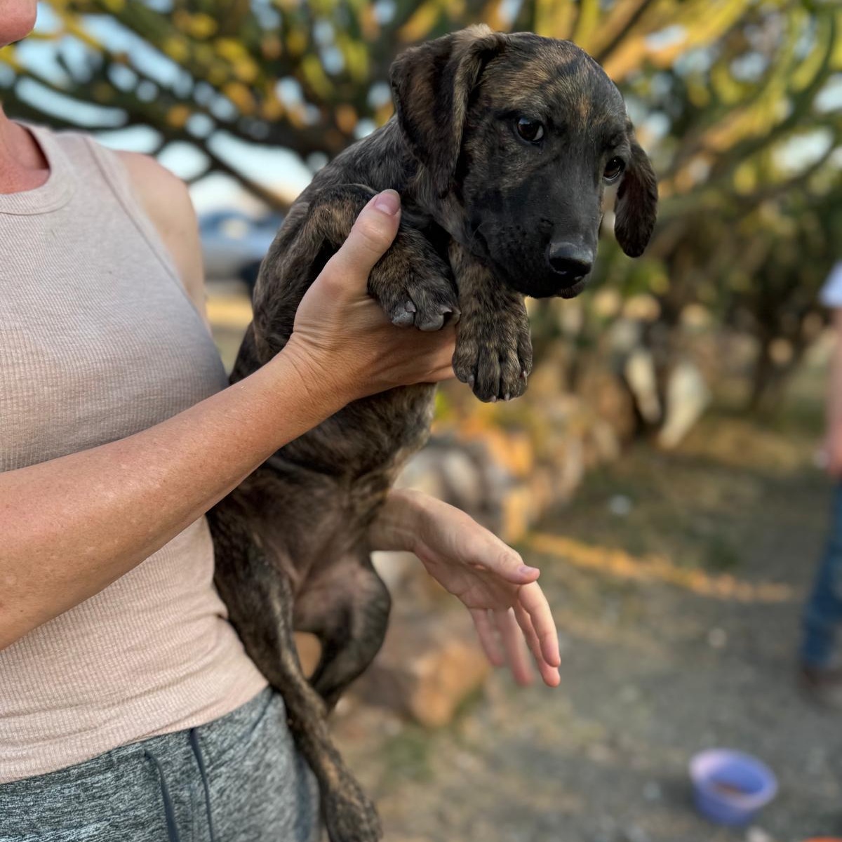 Enlarge Brin, an adopted mixed breed in Austin, TX image 3/6