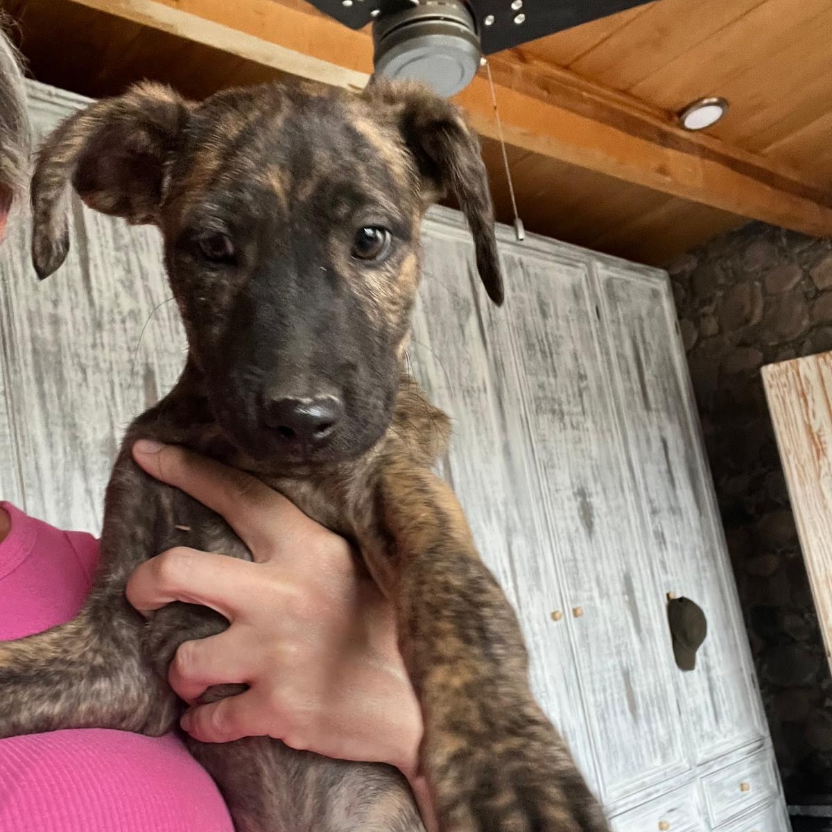 Enlarge Brin, an adopted mixed breed in Austin, TX image 1/6